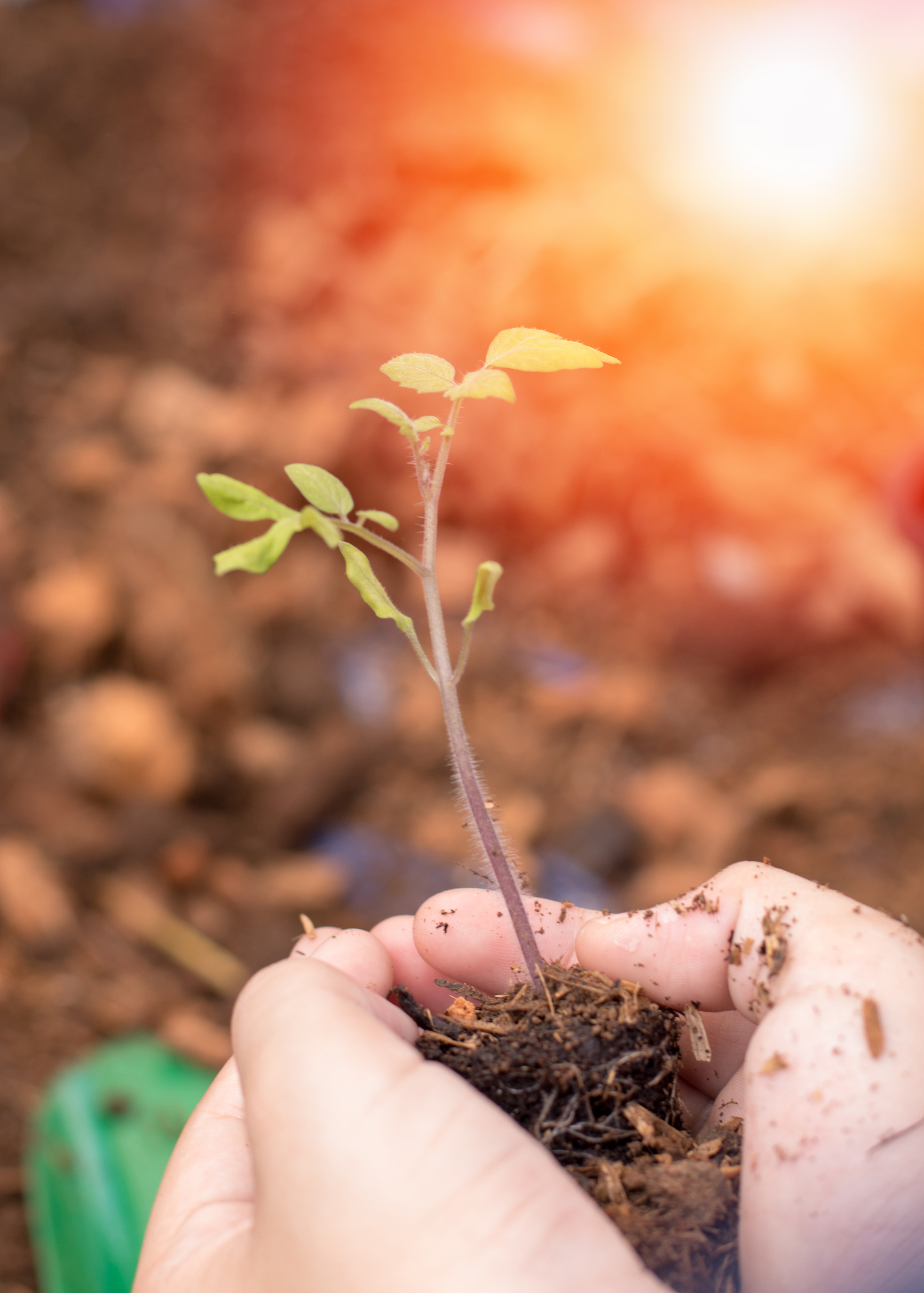 World environment day reforesting eco bio arbor CSR ESG ecosystems reforestation concept.Image of hands of father and daughter child growing tree on soil. Parent and child planting nature together